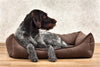 Buying a dog bed