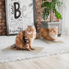 Premium Wall Cat Scratcher 2 Pack with Free Silvervine Catnip, White (pre-order ships 8/31)