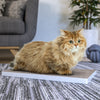 Katland Simple Cat Scratcher with Free Silvervine Catnip, White (Refill for incline scratcher & litter box) (pre-order ships 7/31)